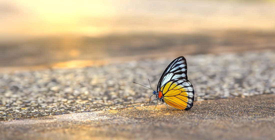 Das Bild zeigt einen auf dem Boden sitzenden Schmetterling in Nahaufnahme