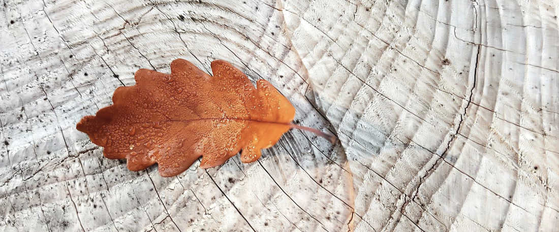 Bild zeigt ein braunes Herbstblatt auf einem Holzstück in Nahaufnahme